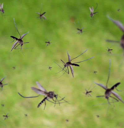 Mosquito Madness - Hidden Valley to the Rescue!